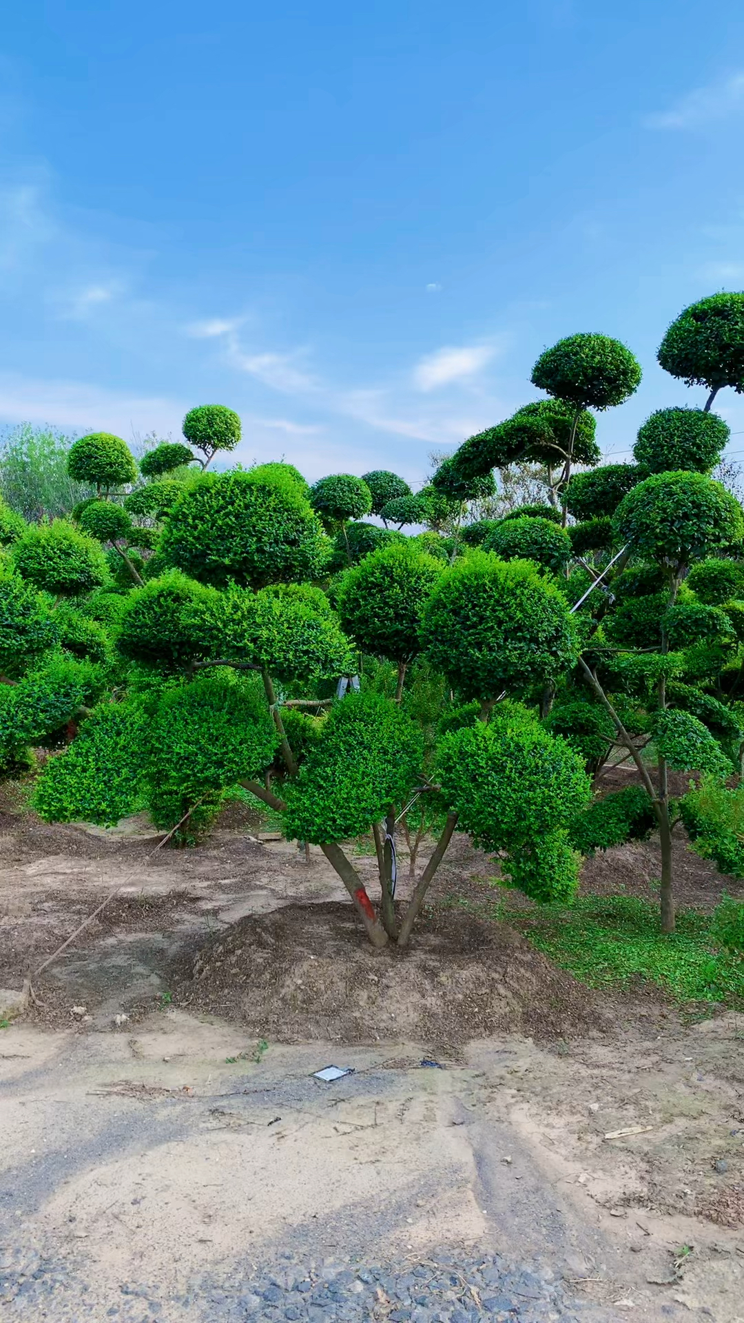 临水造型小叶女贞四季常青不落叶适合庭院别墅农家小院栽植