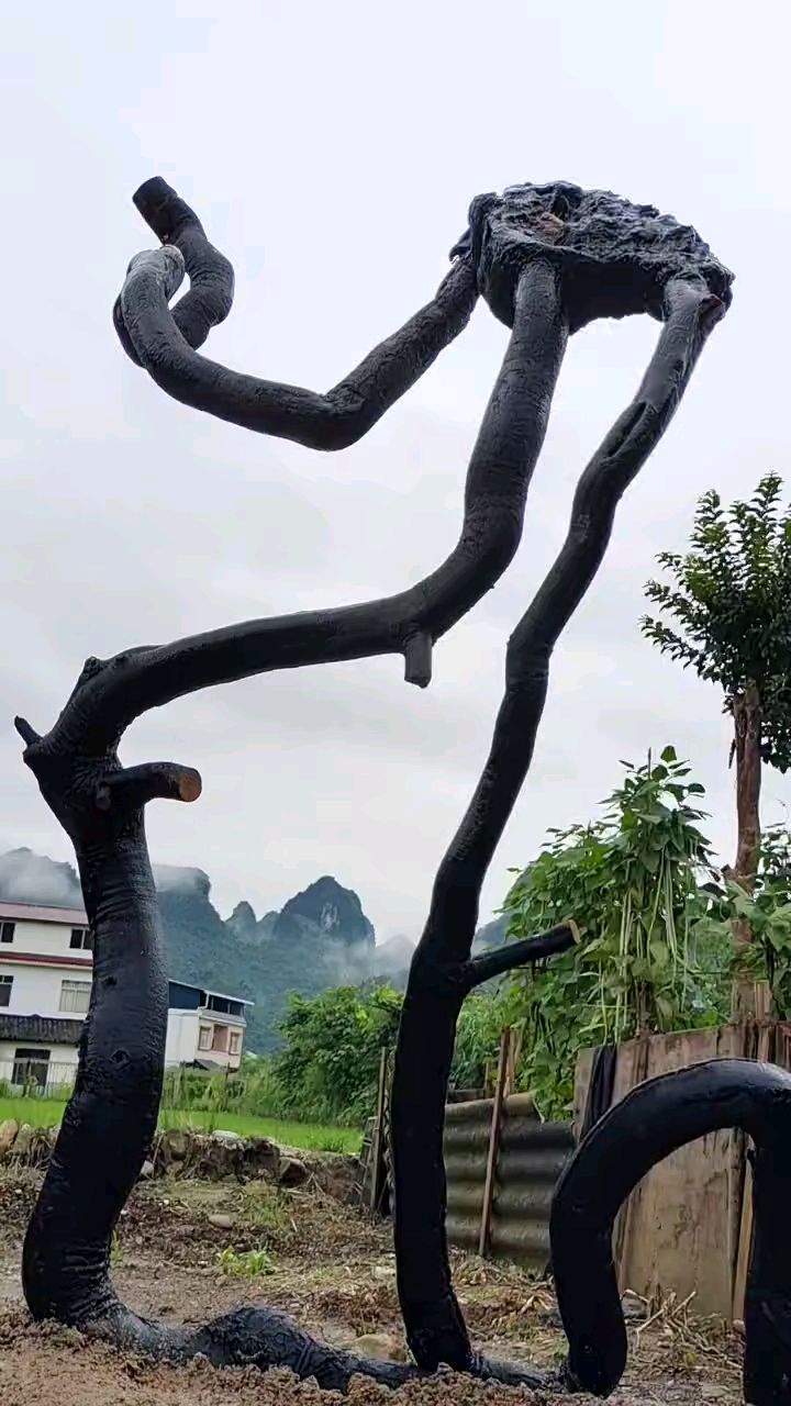 金弹子根艺漂亮