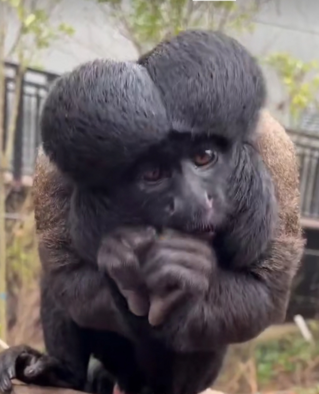 看看这是啥猴子啊,怎么那么另类!#搞笑# #趣图搞笑# #搞笑内涵图