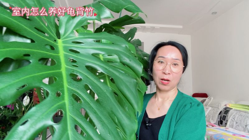 室内养好龟背竹的方法,家居,园艺,好看视频