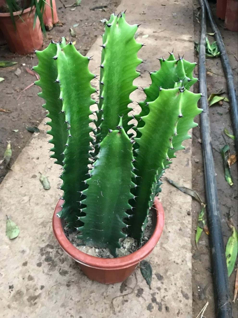 盆栽龙骨花扦插繁殖与养护技术措施