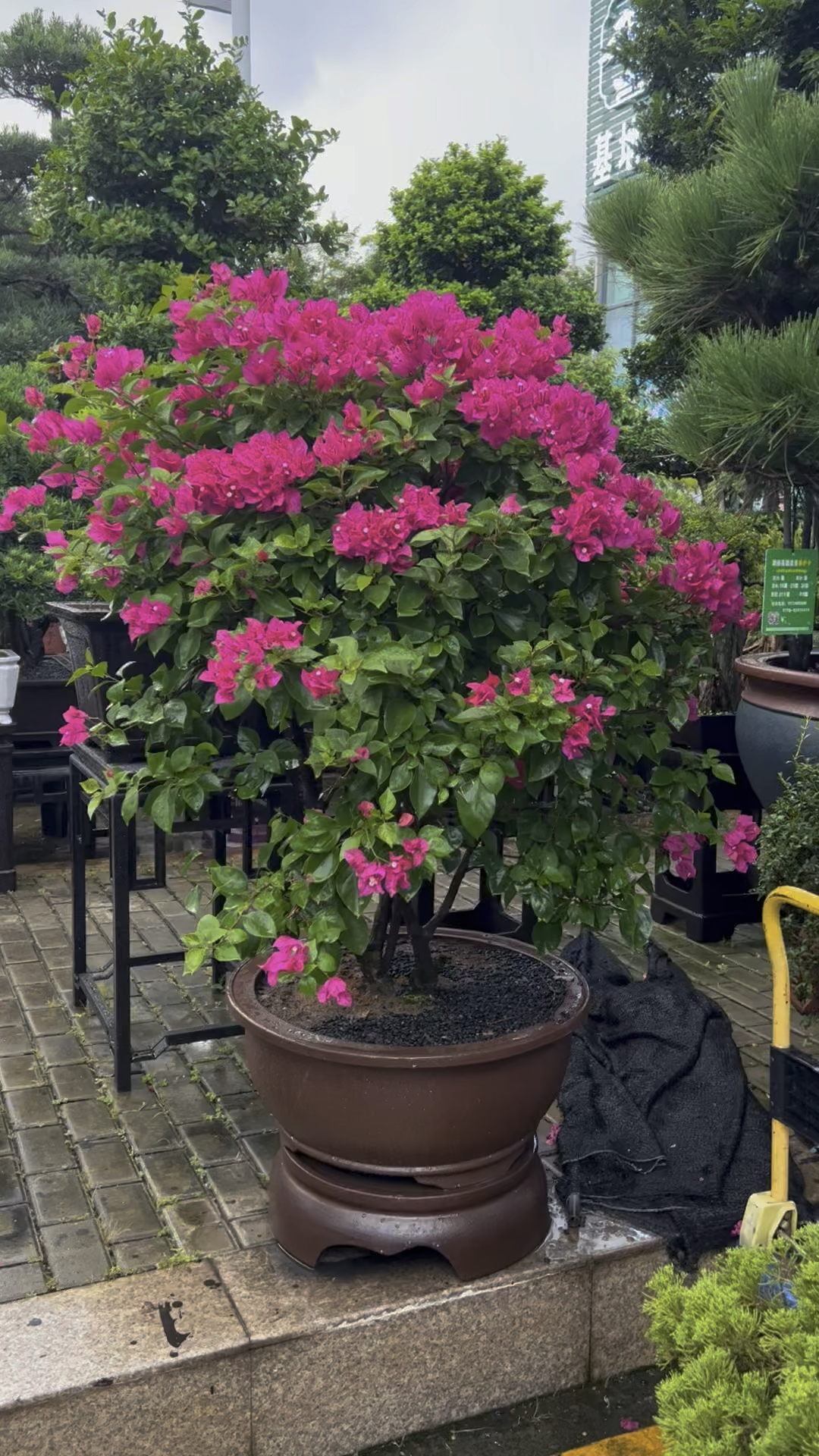 勒杜鹃#精品盆景 #别墅庭院植物 #高档大气上档次-度小视