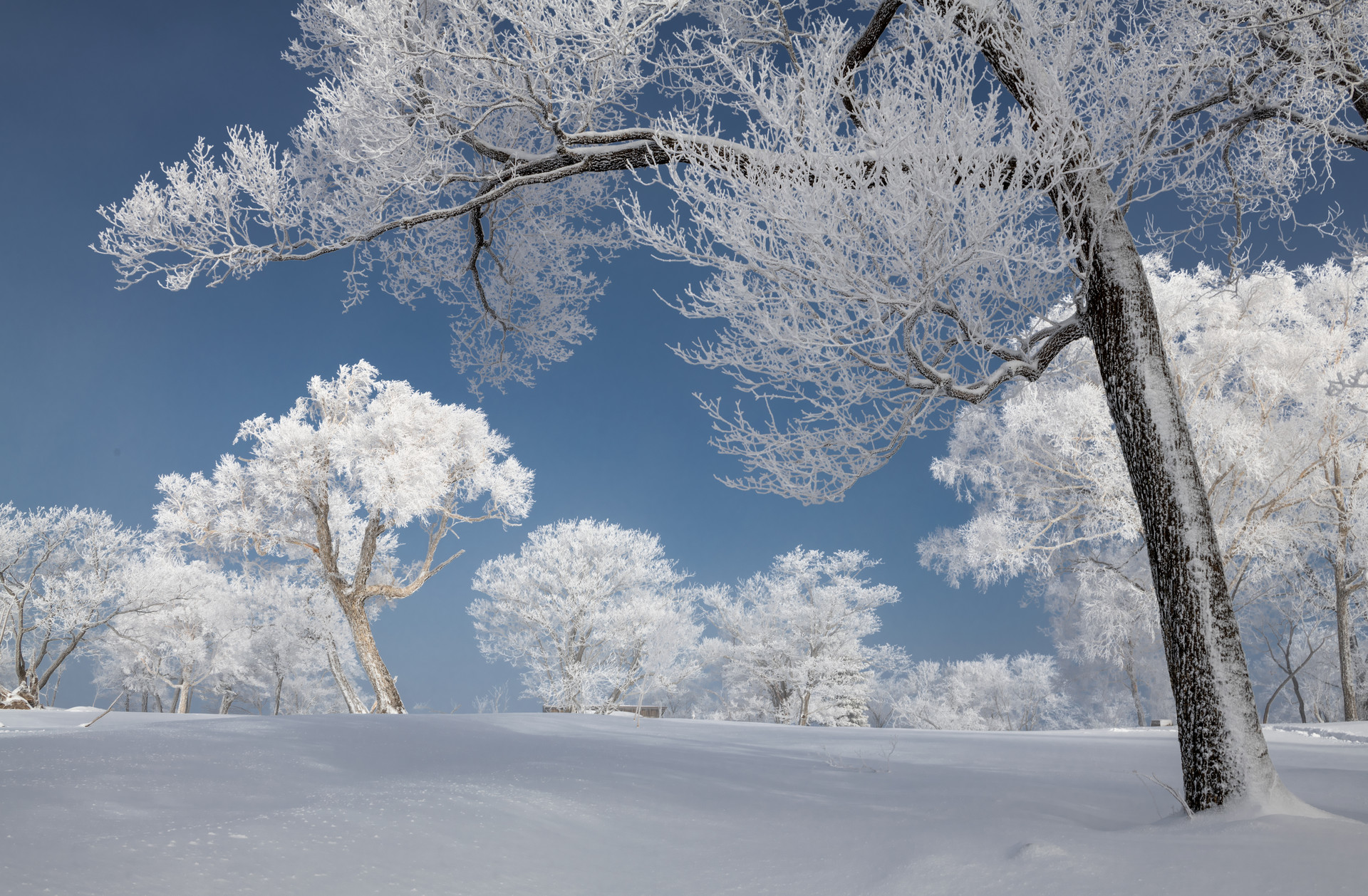 真实雪景图片大全下雪图片