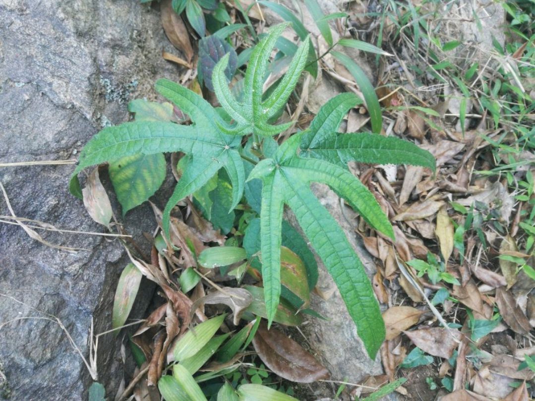 五指毛桃是一种什么样的植物?