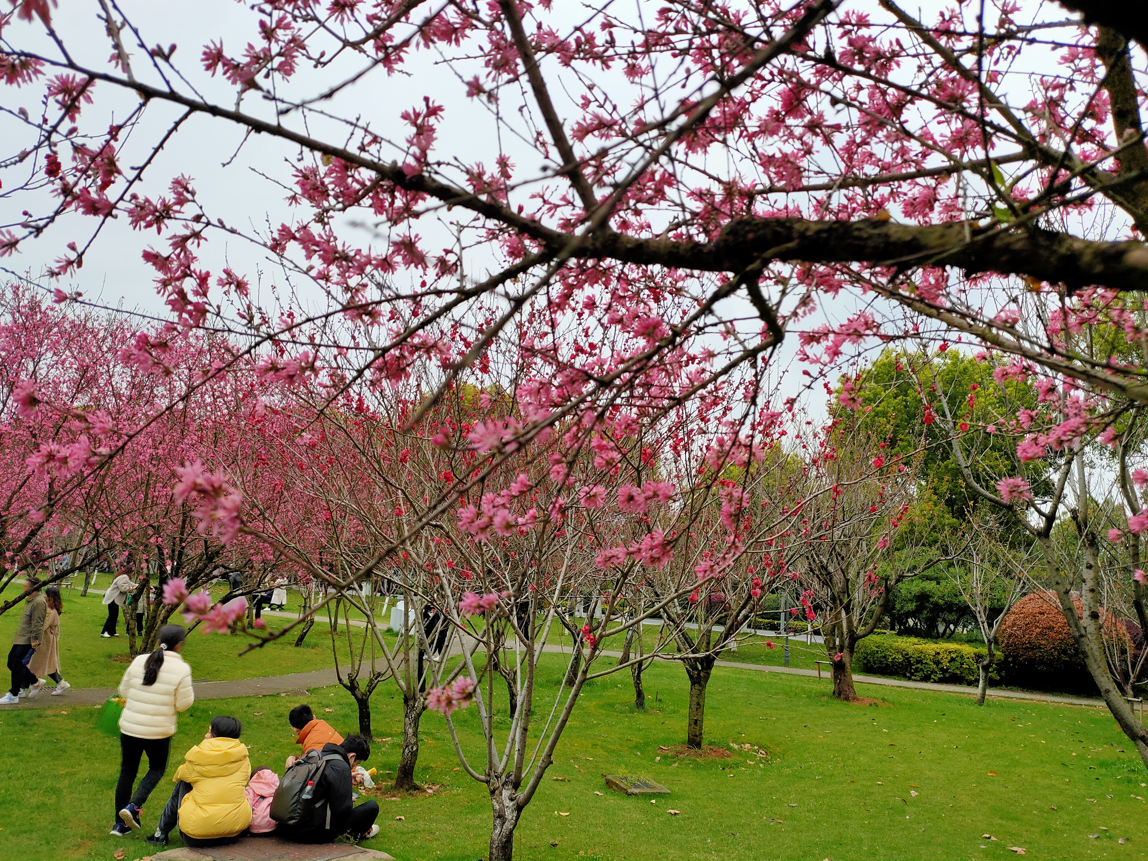 《七绝·菊花桃》满园尽是菊花桃,火红一片照天烧