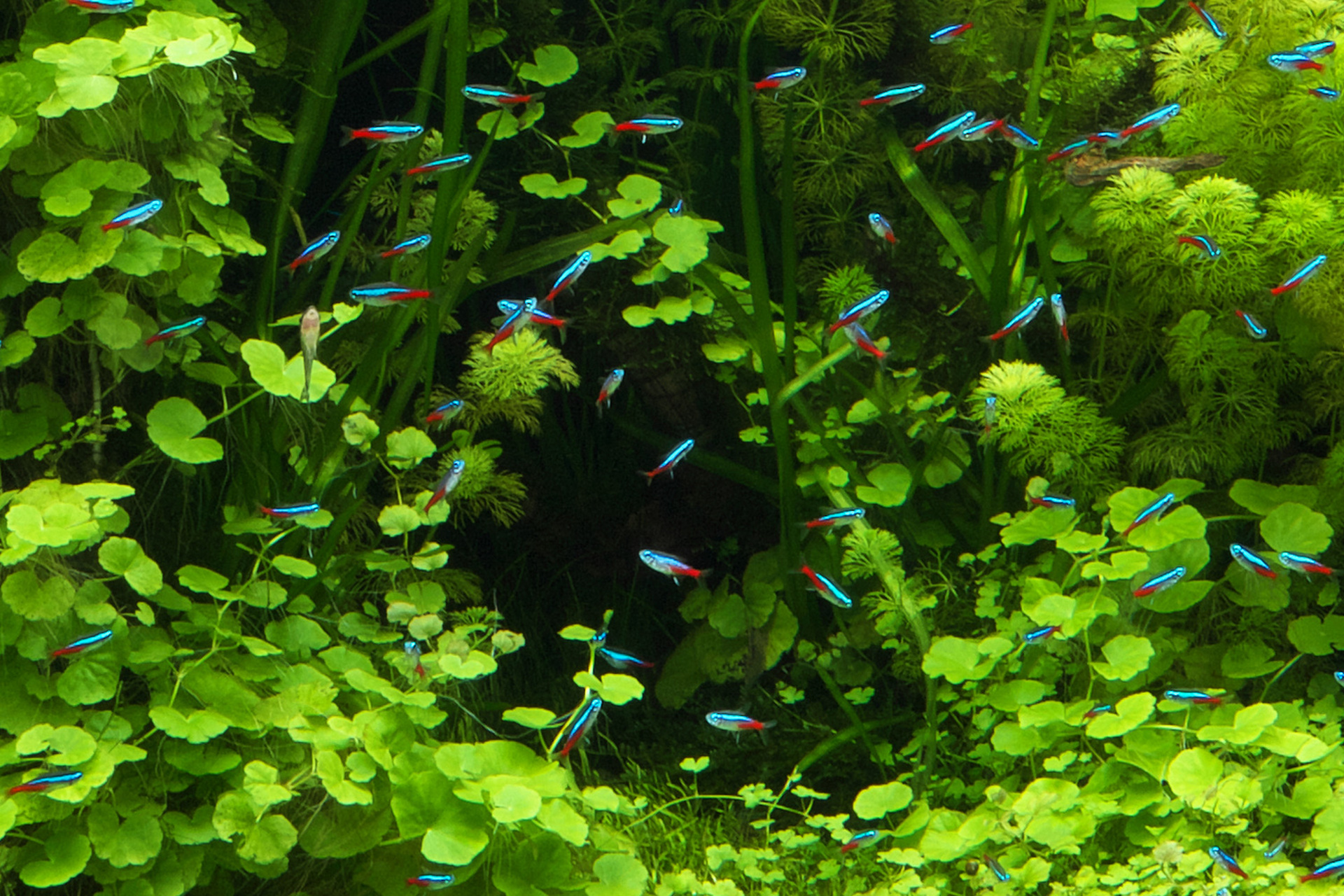 霓虹灯鱼又被称为红绿灯鱼,红莲灯鱼.鱼纲,脂鲤科(拟鲤科).