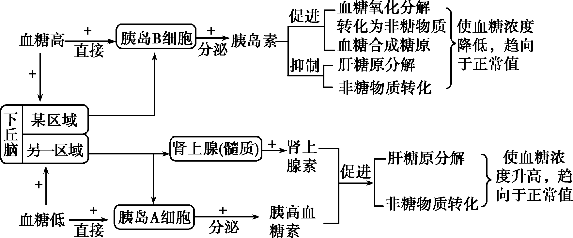 高中生物知识点——血糖平衡调节