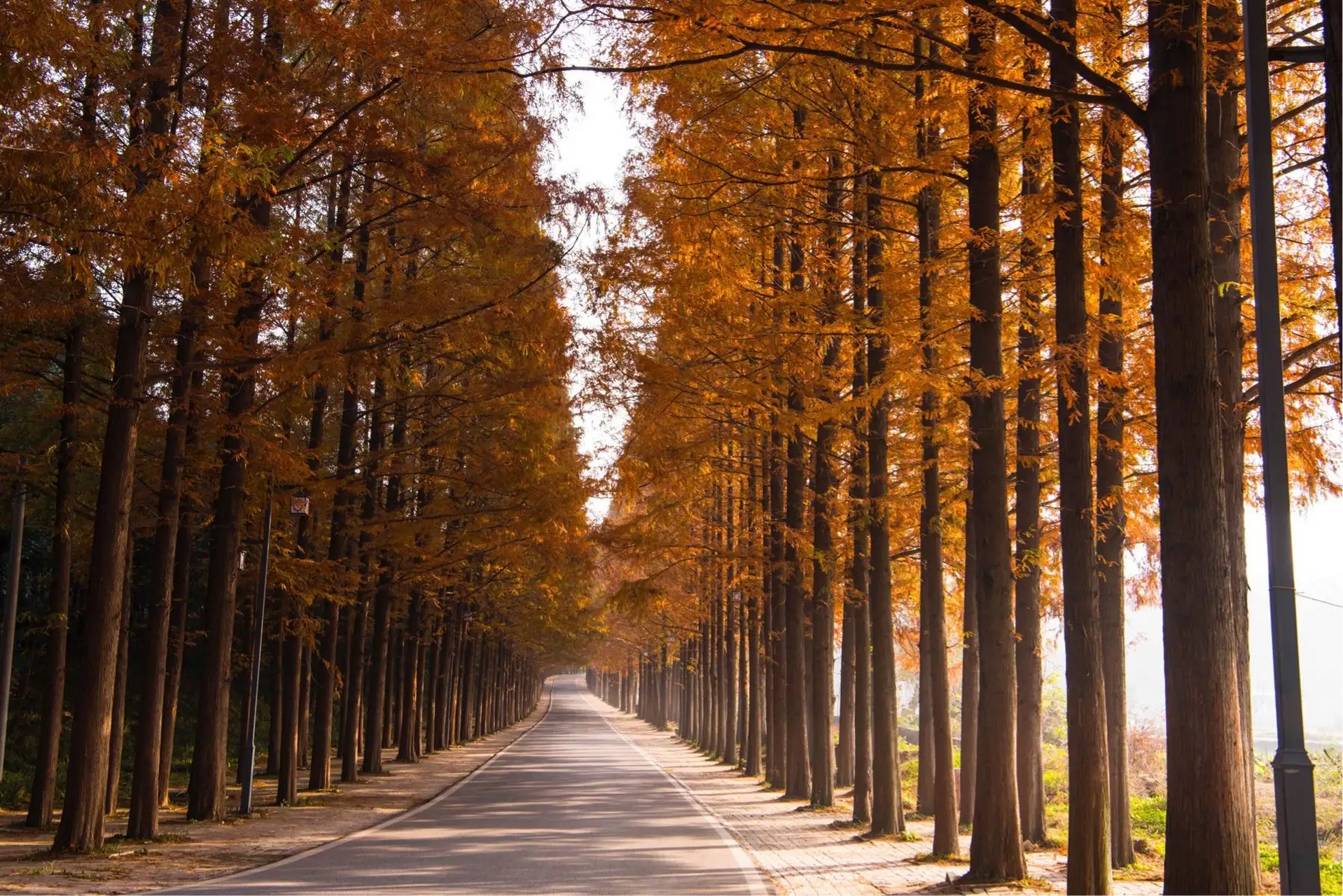 深秋时节,在河南驻马店泌阳最不能错过的美景中一定有铜山湖的水杉