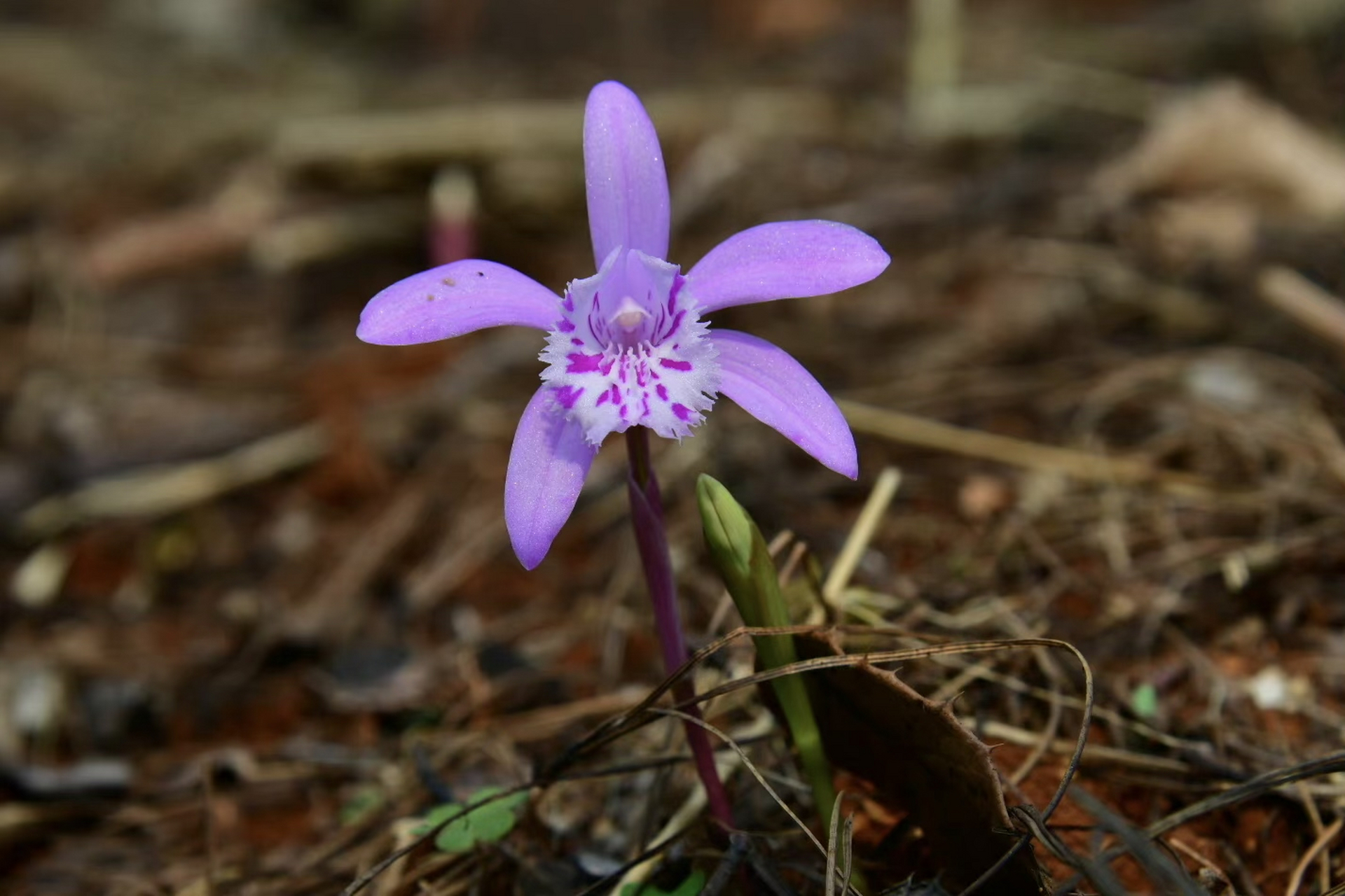 云南独蒜兰,和独蒜兰之间老是傻傻的分不清 #摄影# #治愈# #摄影作品