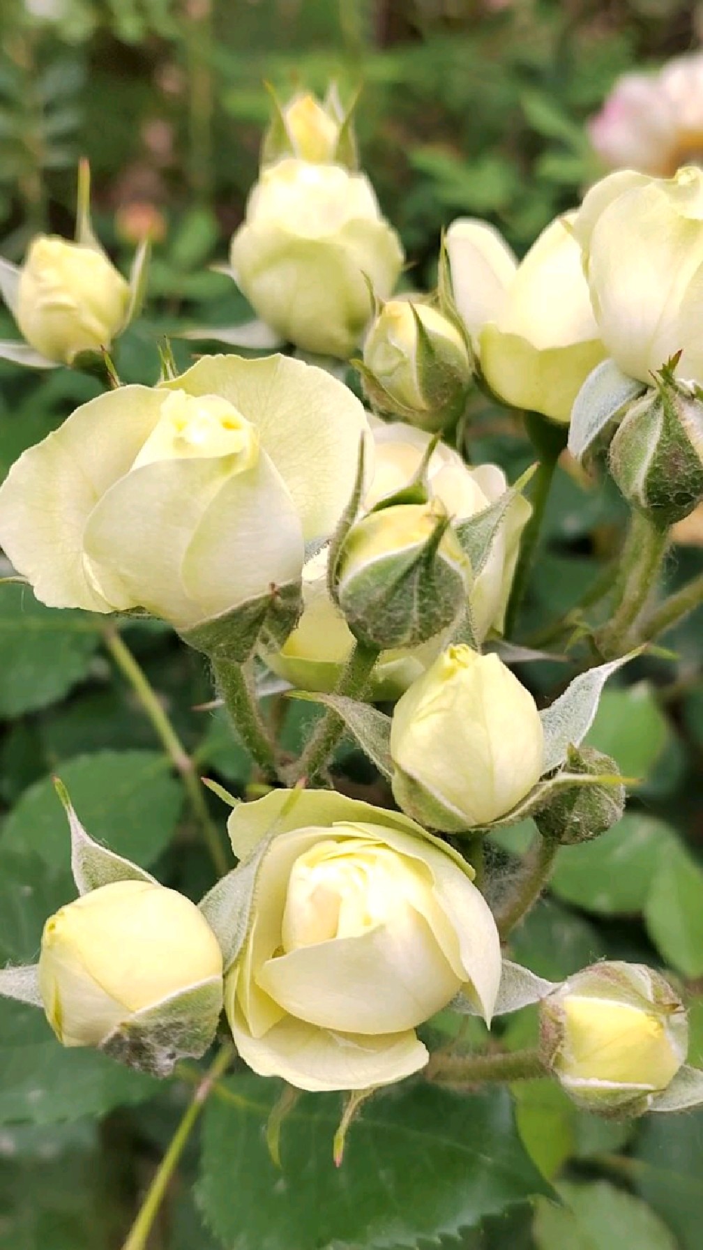 大花微月奶油龙沙,可以开成手捧花的白色月季品种