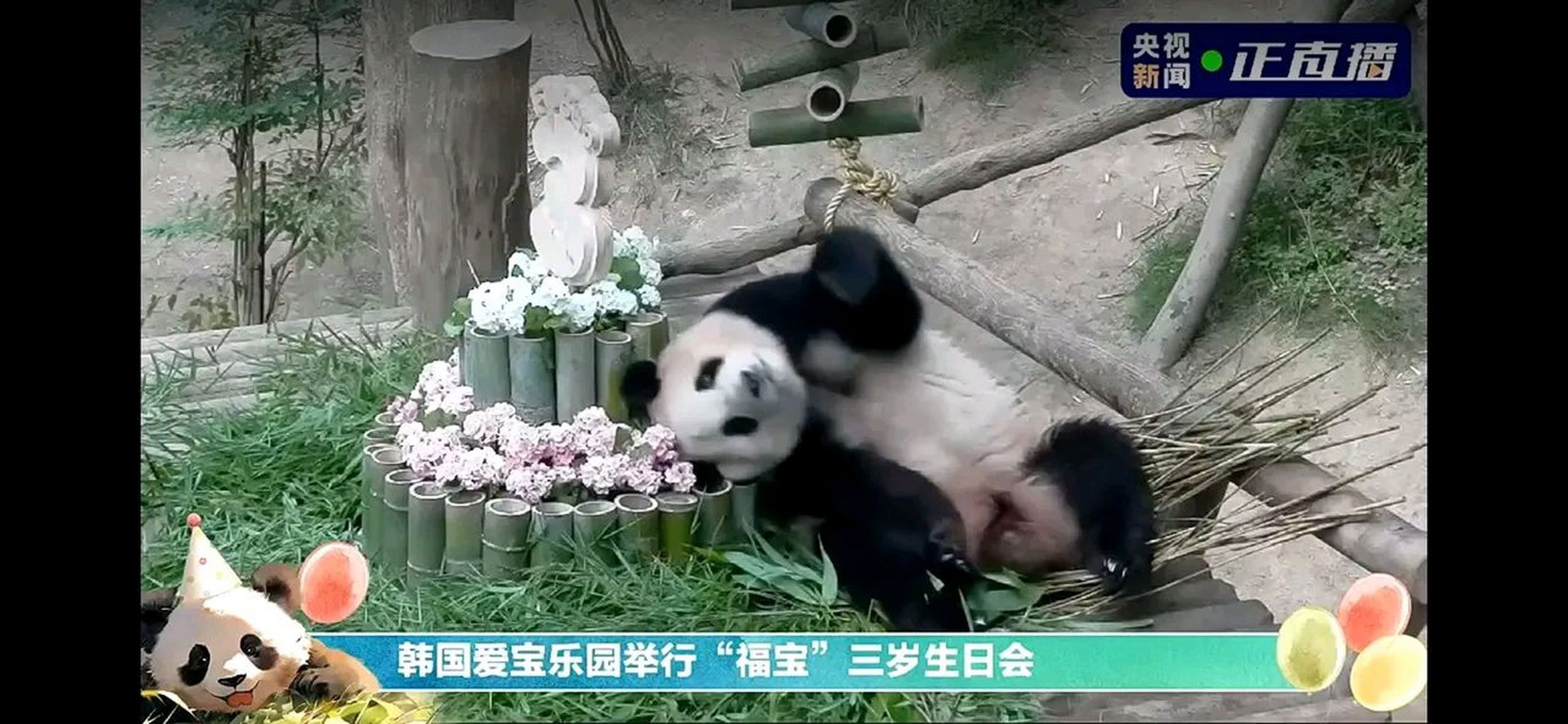 今天是顶流女星福宝三岁生日,直播间500多万人看宝贝睡觉,这怕是熊猫