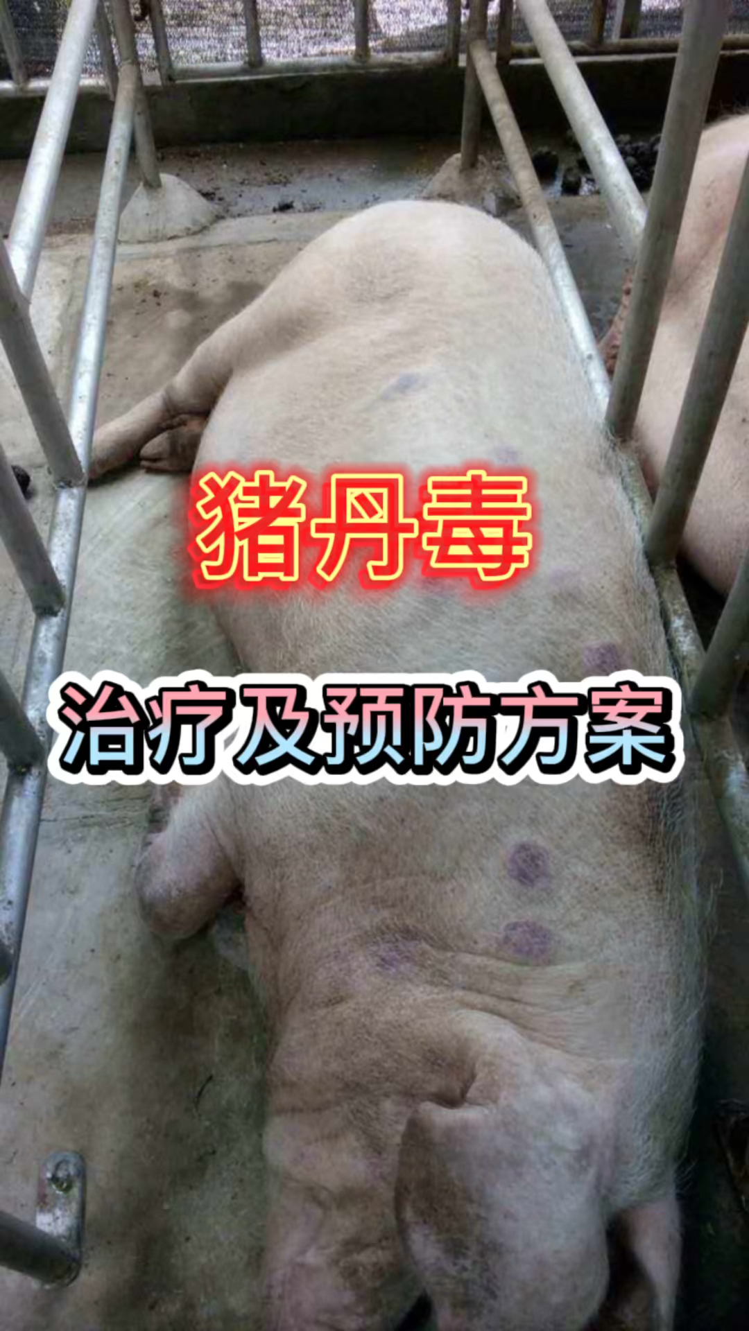 养猪人:猪丹毒的治疗及预防方案-度小视
