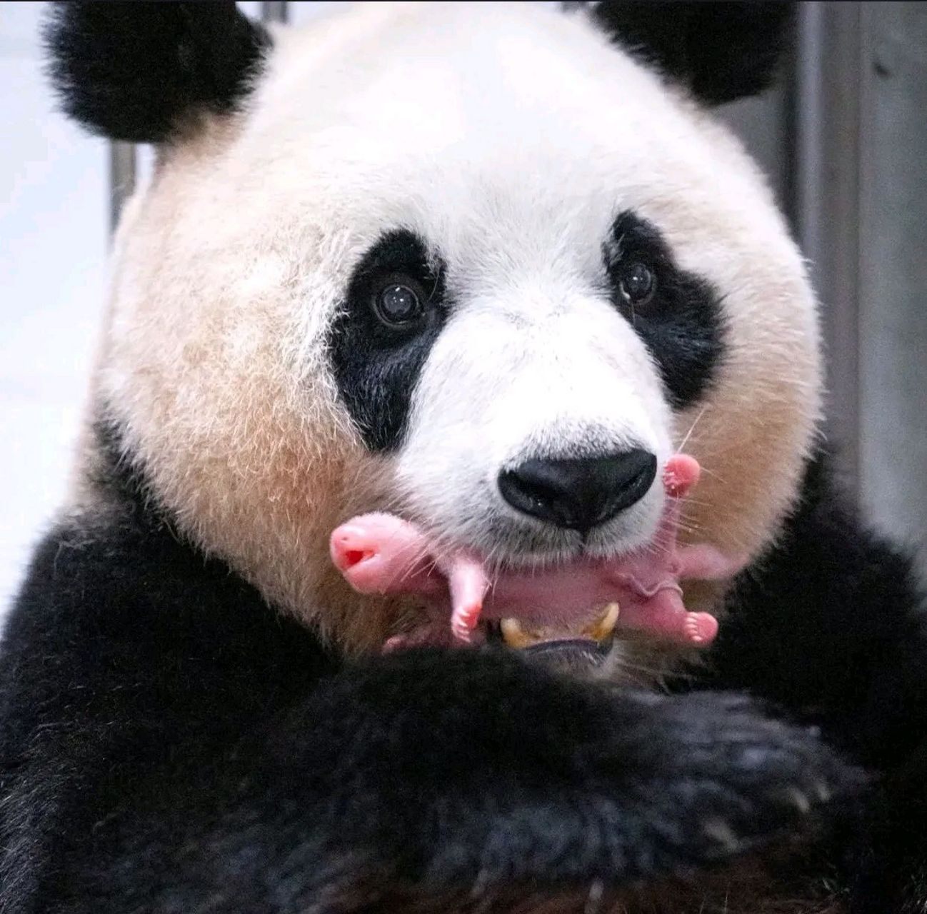 天呐!旅韩大熊猫爱宝生了双胞胎啊啊啊!!![庆祝][庆祝][庆祝] 7月7日