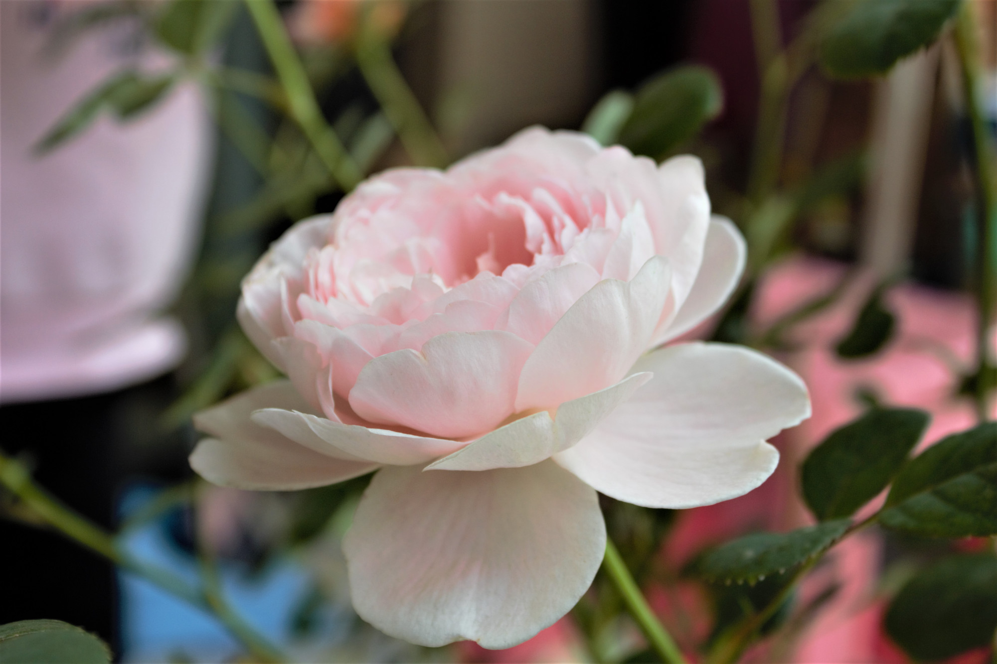 月季花之瑞典女王