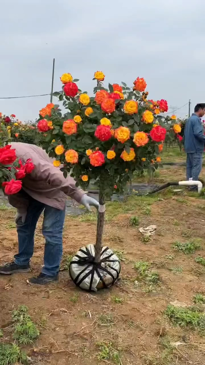 藤彩虹树桩月季开花彩色多季循环开花适合庭院别墅绿化栽植