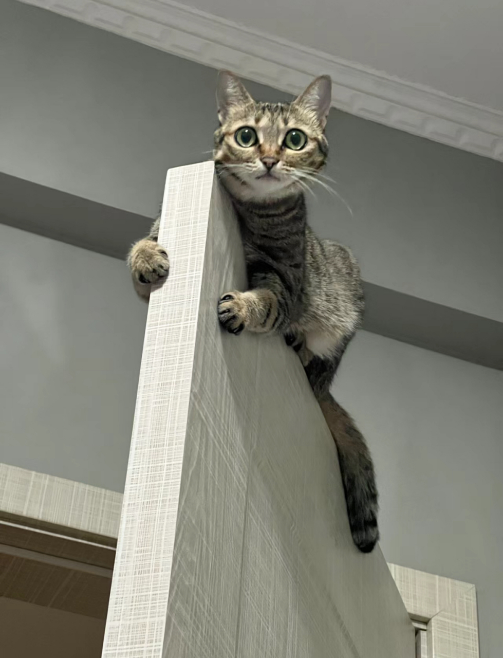 小猫咪轻功不错嘛,这身手太矫健了,我家狸花猫可上不了门!