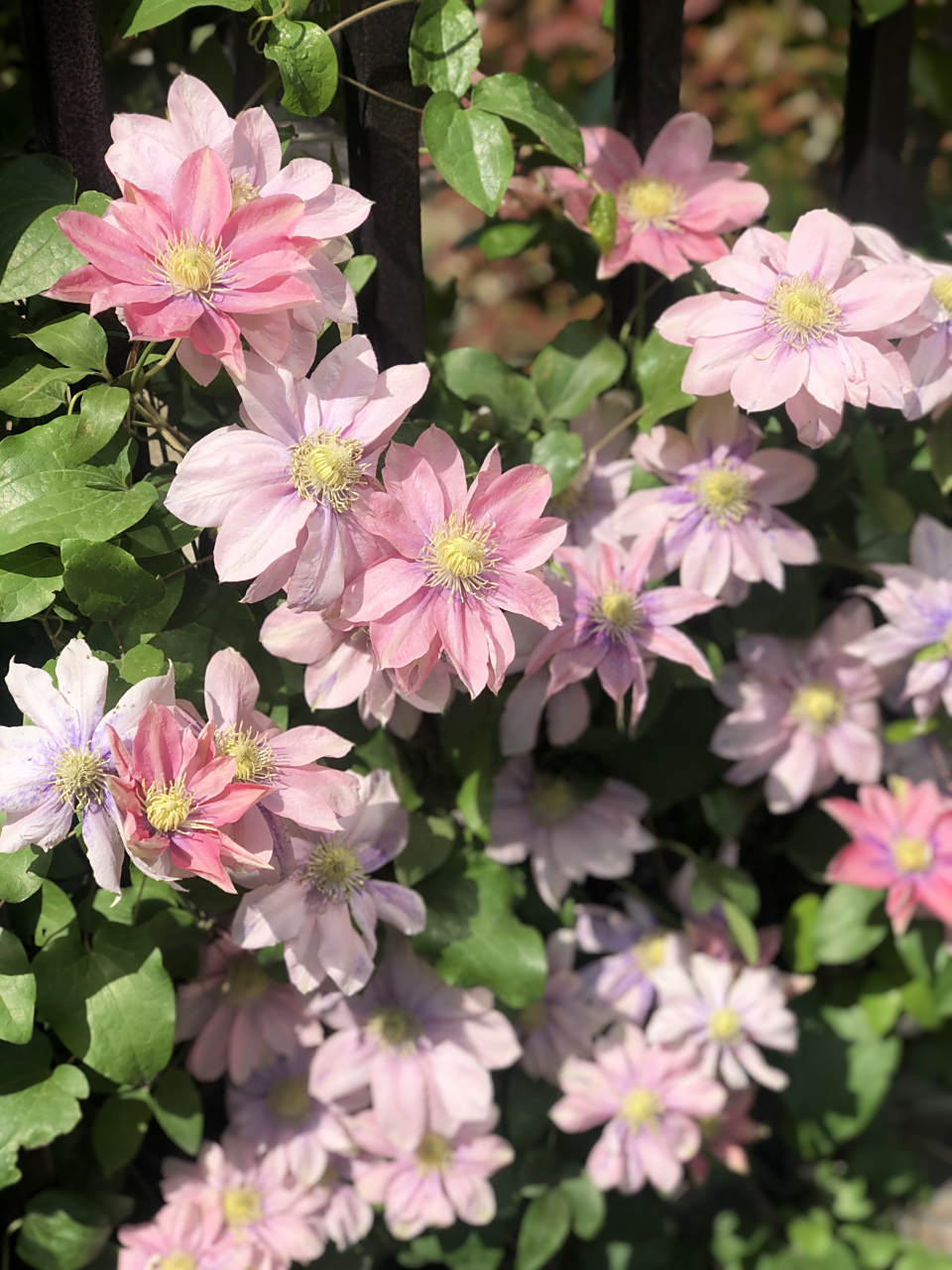 粉红色铁线莲"小美人鱼" ①花色好看.