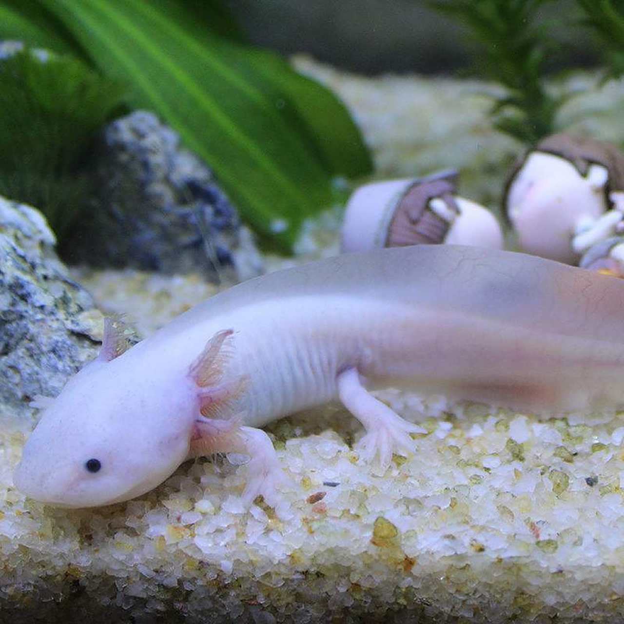 墨西哥钝口螈(英文名称:axolotl),又名美西螈,俗称六角恐龙,是水栖的