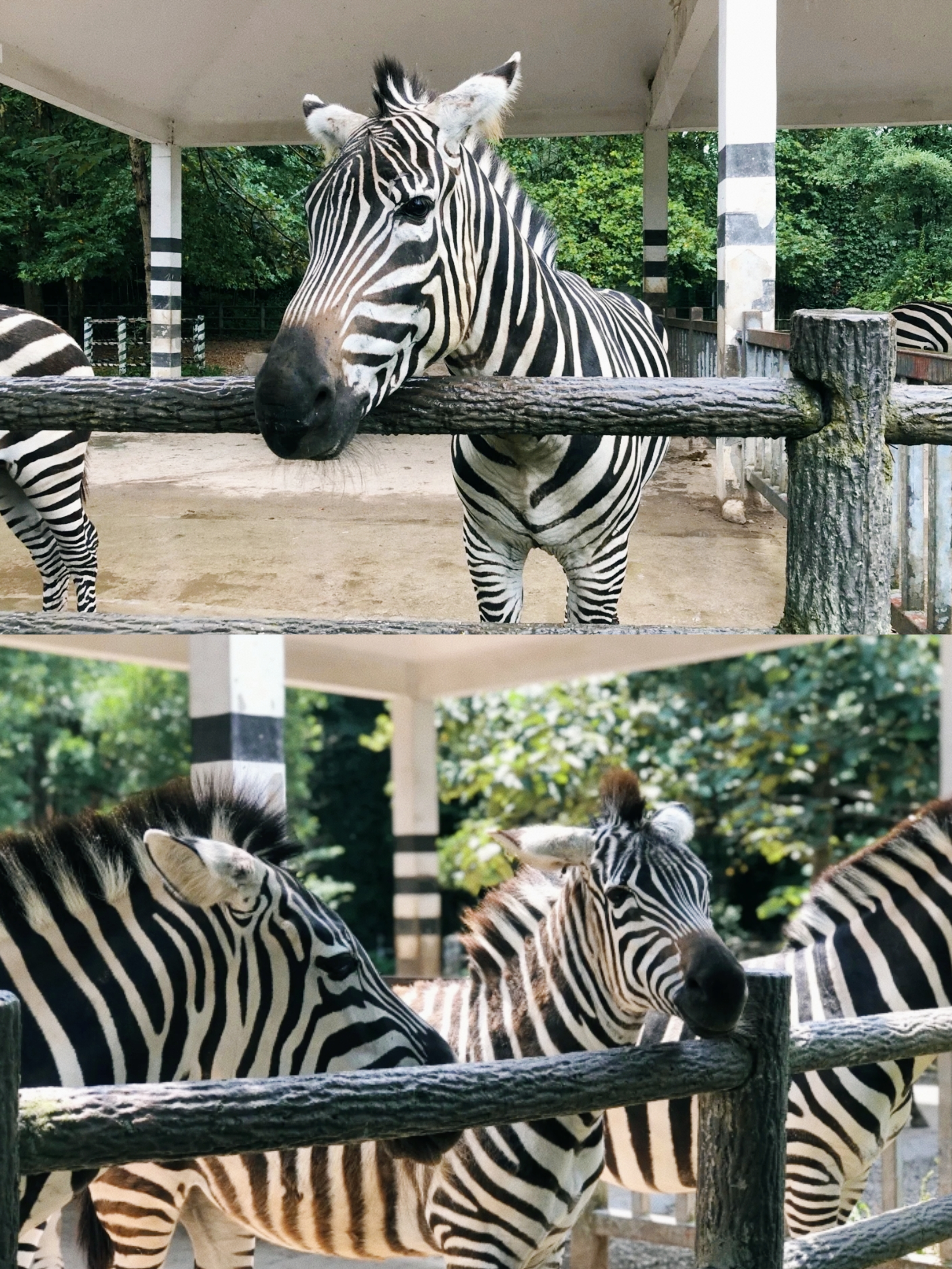 贵州森林野生动物园|你见过转圈圈的大象吗?