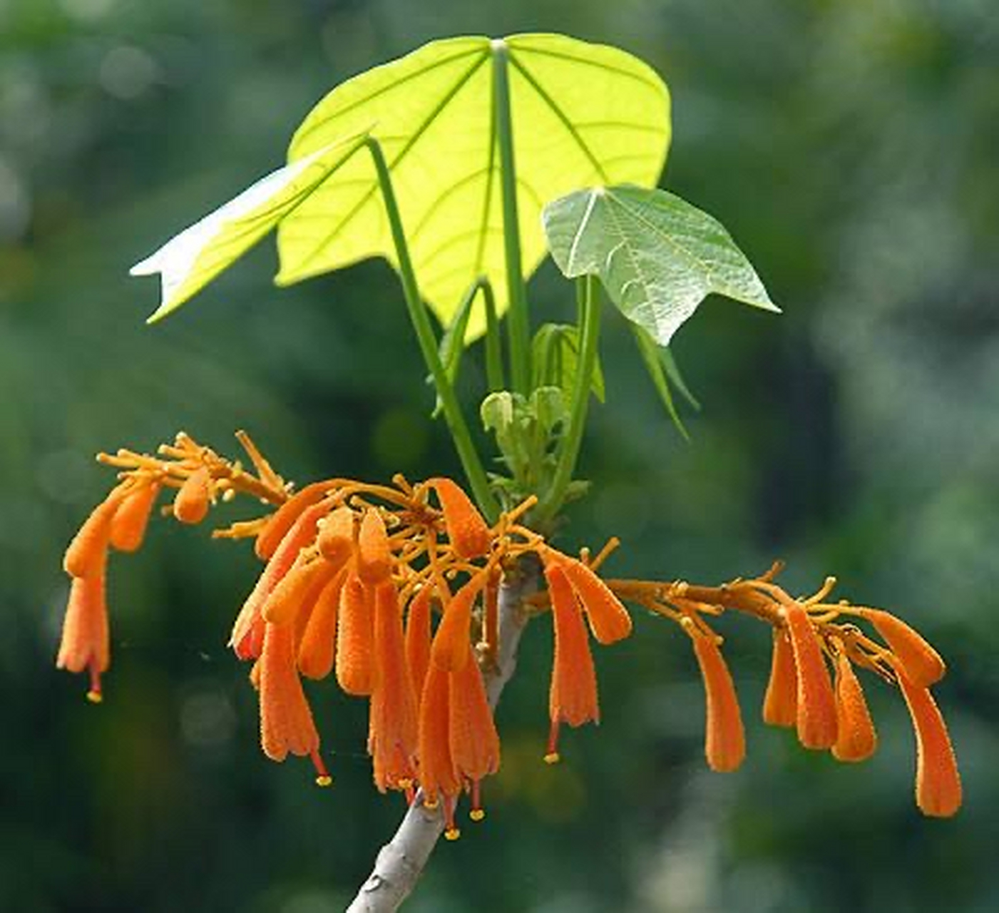广西火桐,国家一级保护植物,是备受关注的珍稀濒危植物.