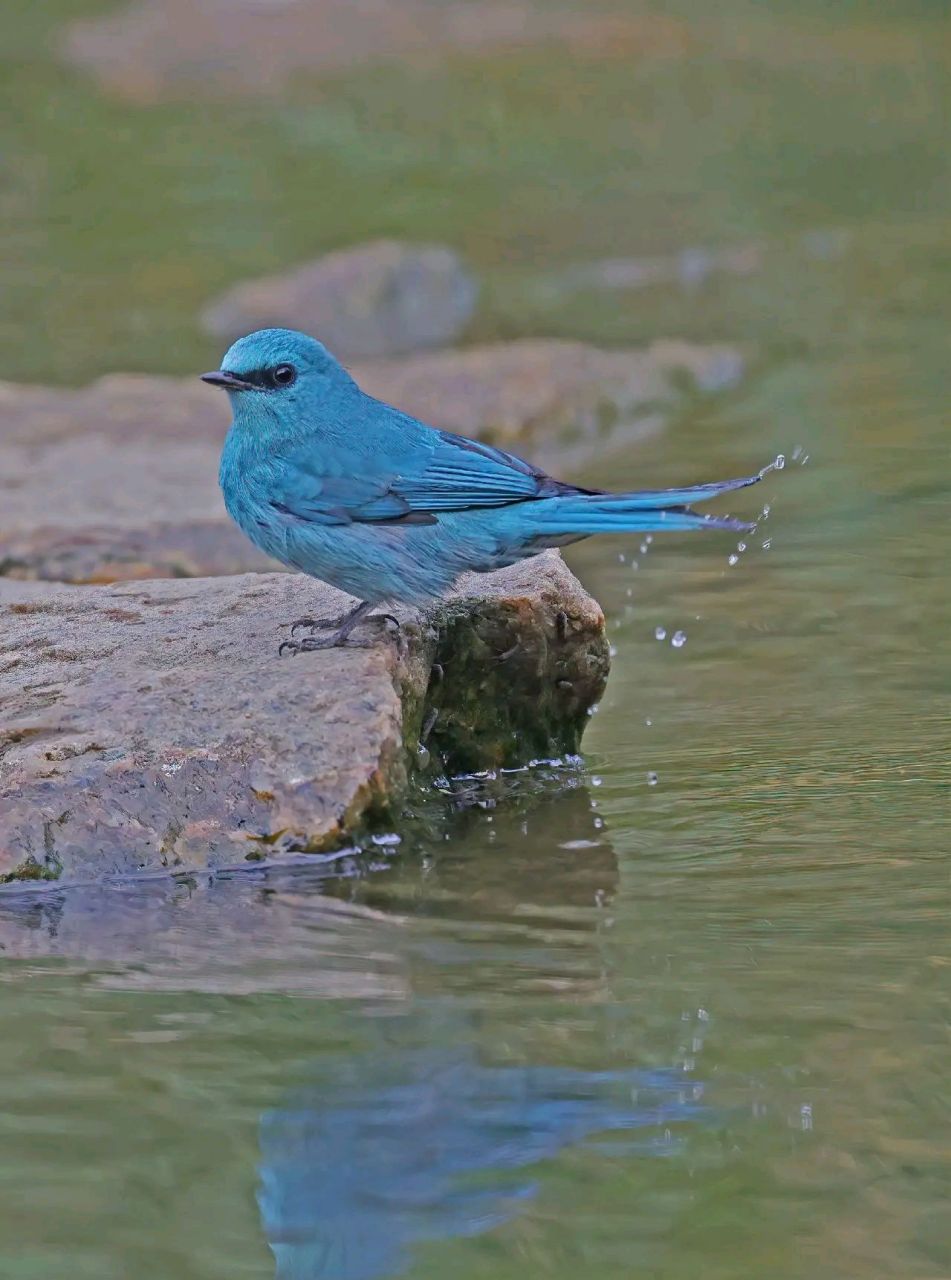 万物有灵·铜蓝鹟 铜蓝鹟是一种小型鸟类,体长13~16厘米,分布于亚洲