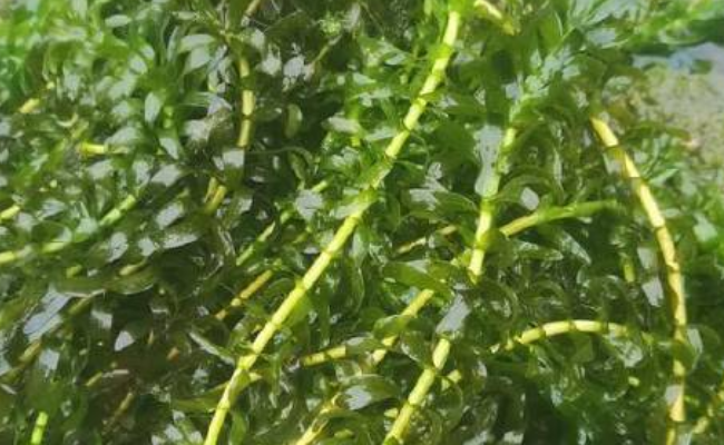 轮叶黑藻直接丢水里能活不