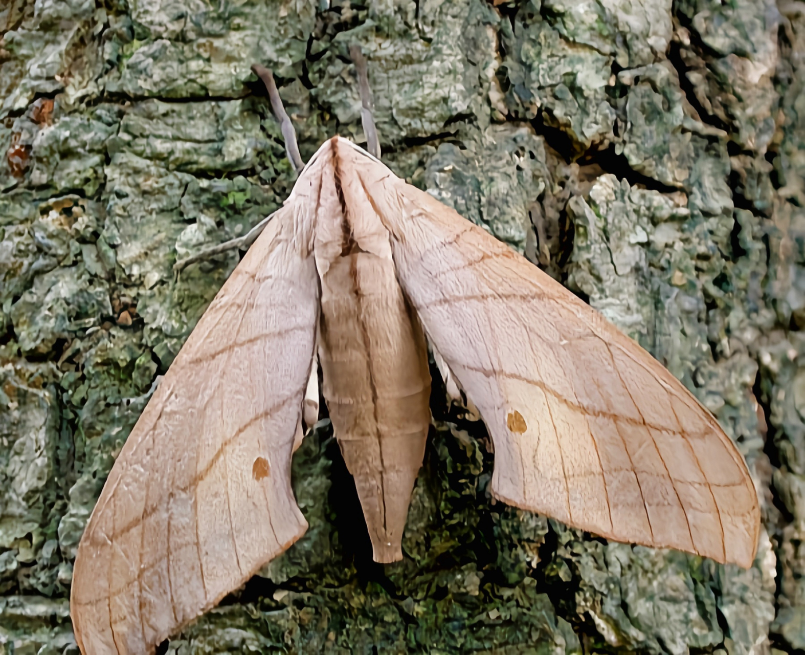 每天认识一种昆虫——樟六点天蛾 樟六点天蛾又名冠六点天蛾,直翅六点