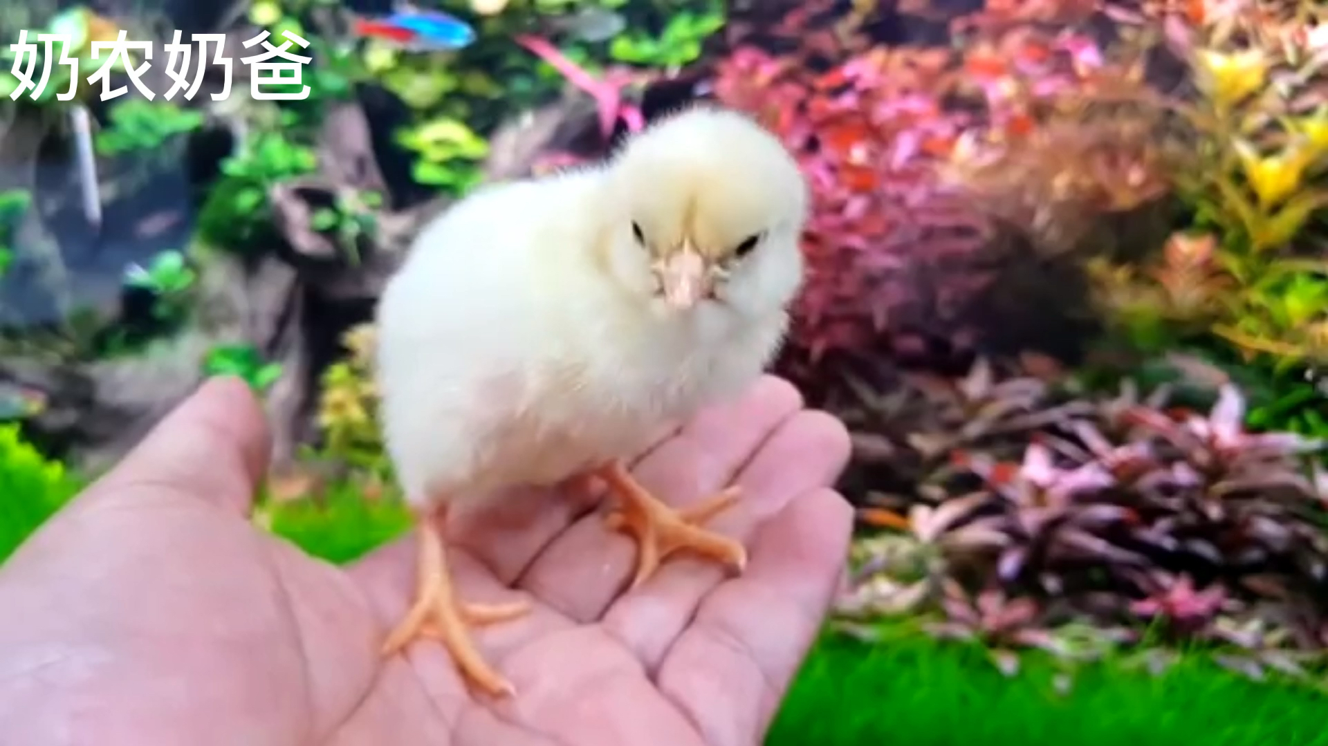 小鸡的孵化过程,你见过吗?