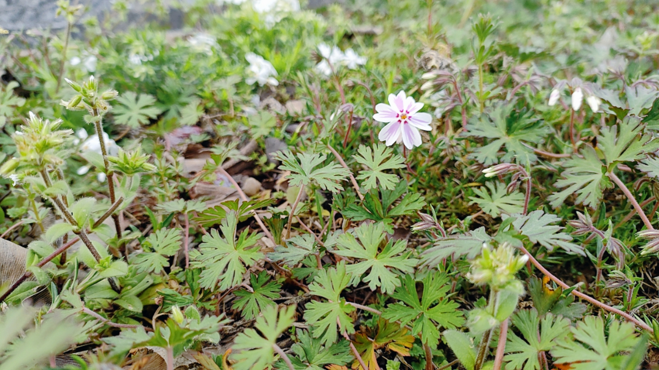 针叶天蓝绣球花语图片