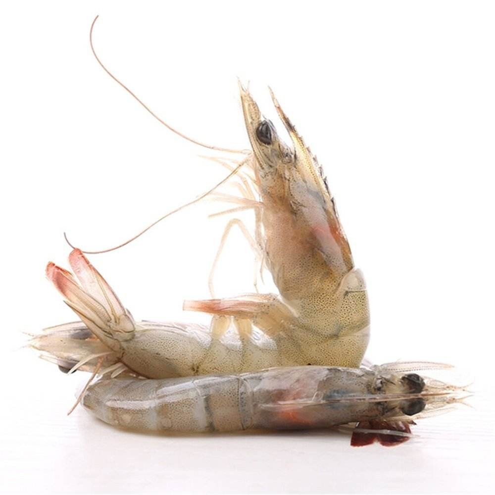 探秘对虾养殖:条件,管理与技巧全解析