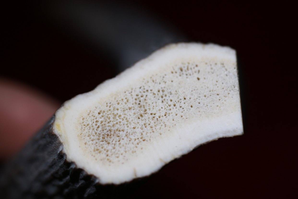 鹿茸和鹿角怎么区分？