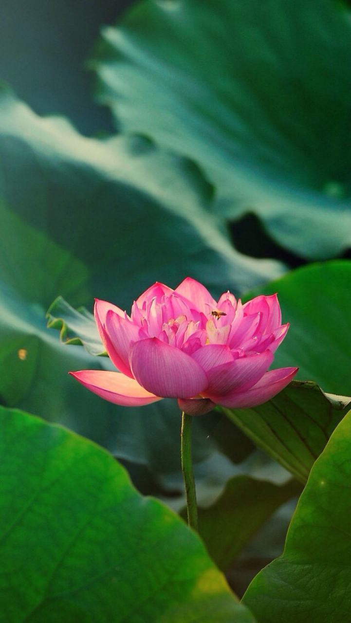 美景图片分享:#微信头像