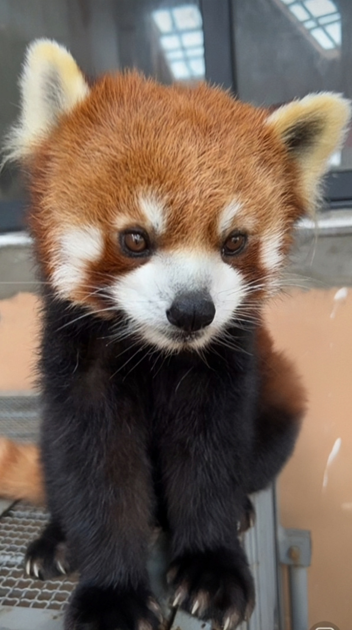 小熊猫这楚楚可怜的小眼神.