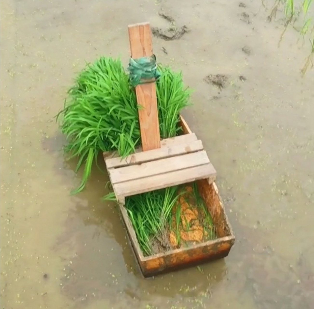 第一次见到插秧船,广西横县的老百姓插秧,都坐着这种插秧船,既能坐着