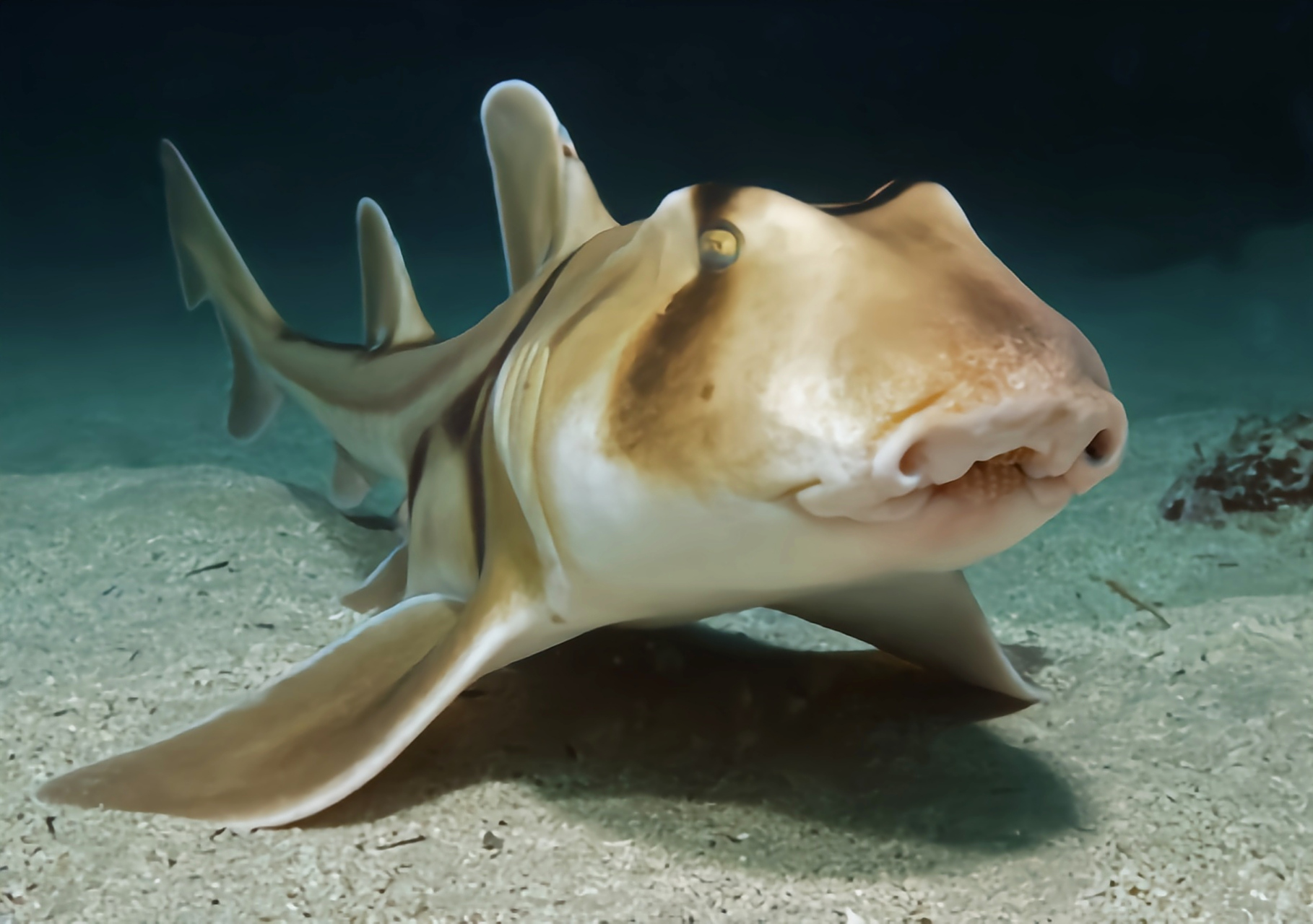 每天认识一种动物——澳大利亚虎鲨 澳大利亚虎鲨别名杰克逊港鲨鱼,原