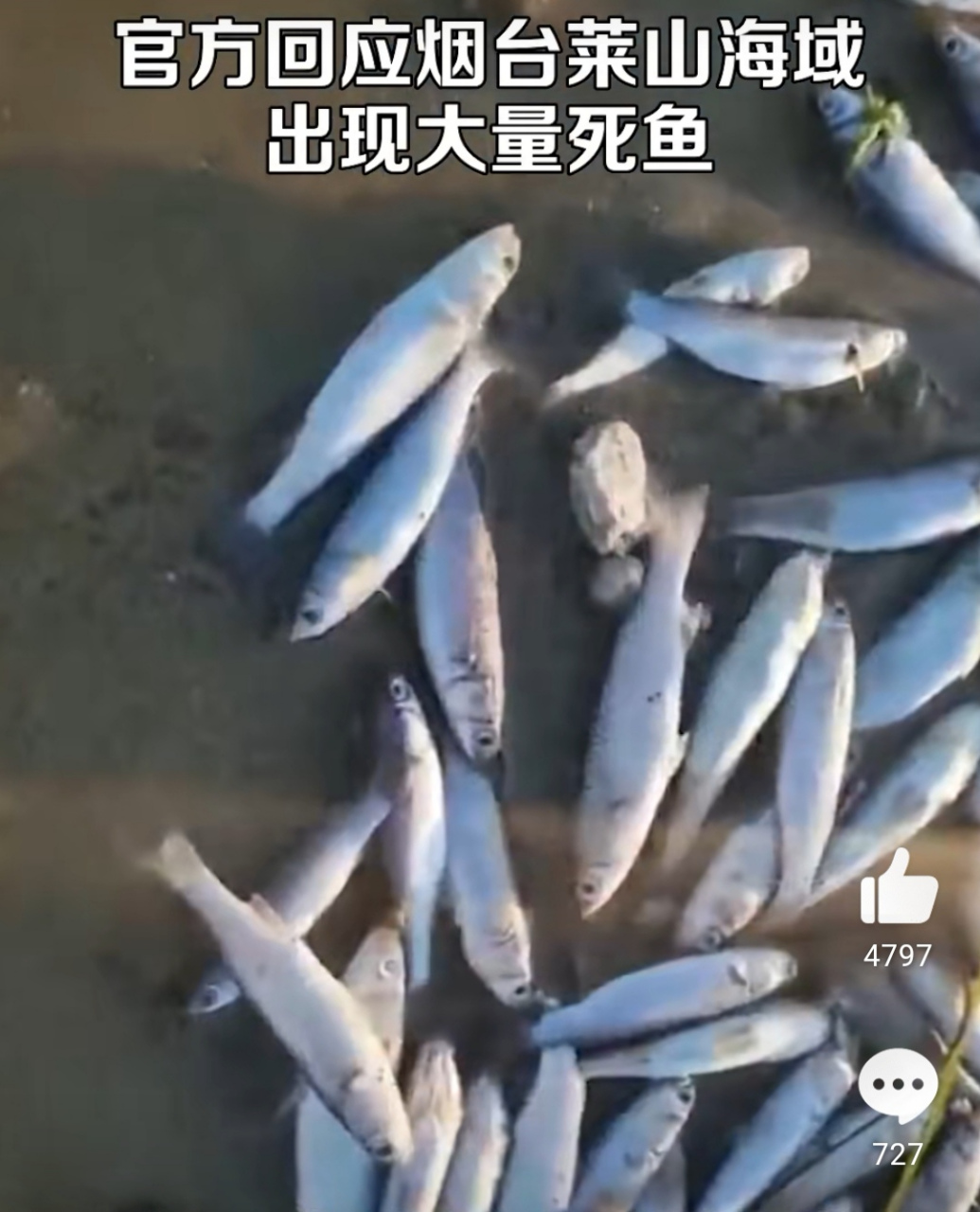 烟台海边死鱼图片