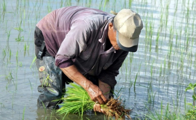 河姆渡人种植的农作物