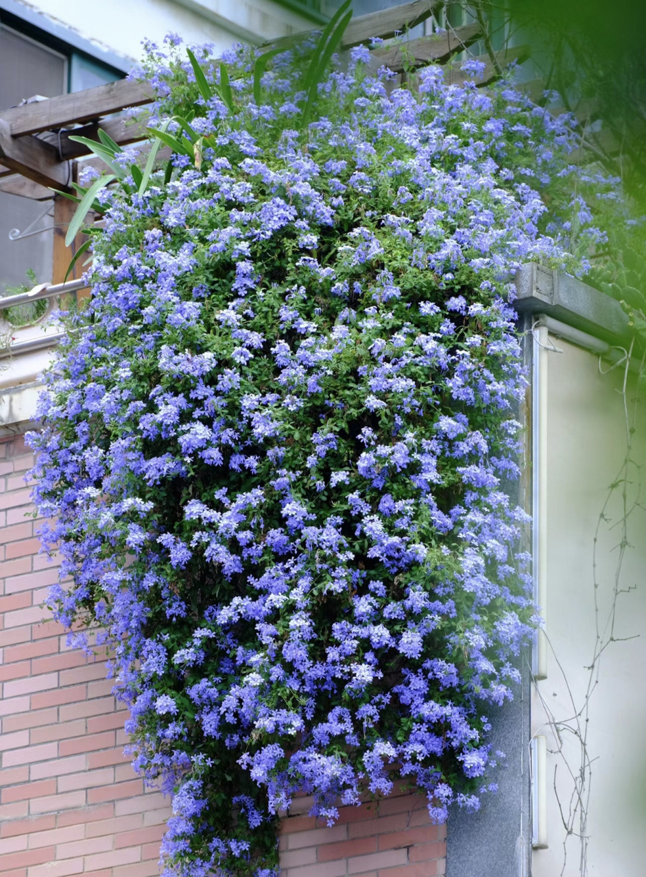 白鸟蓝良蓝色结晶开花图片