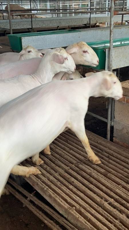 澳洲白绵羊头胎怀孕母羊圈养模式-度小视