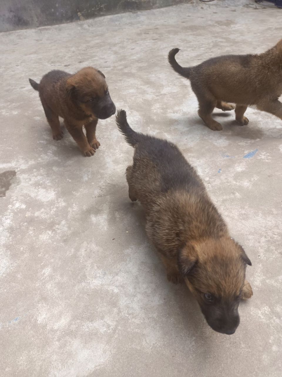 格力犬和马犬后代图片图片