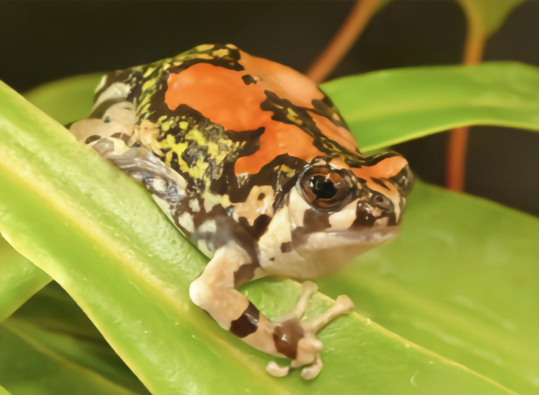 成蛙体长3-4厘米,身体五颜六色犹如彩虹般美丽.它们能够适应周边岩