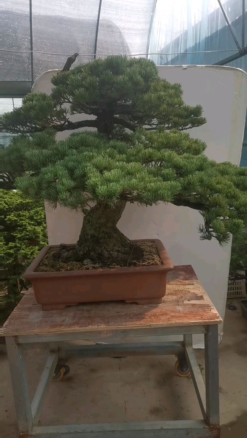 全品金针大阪松盆景