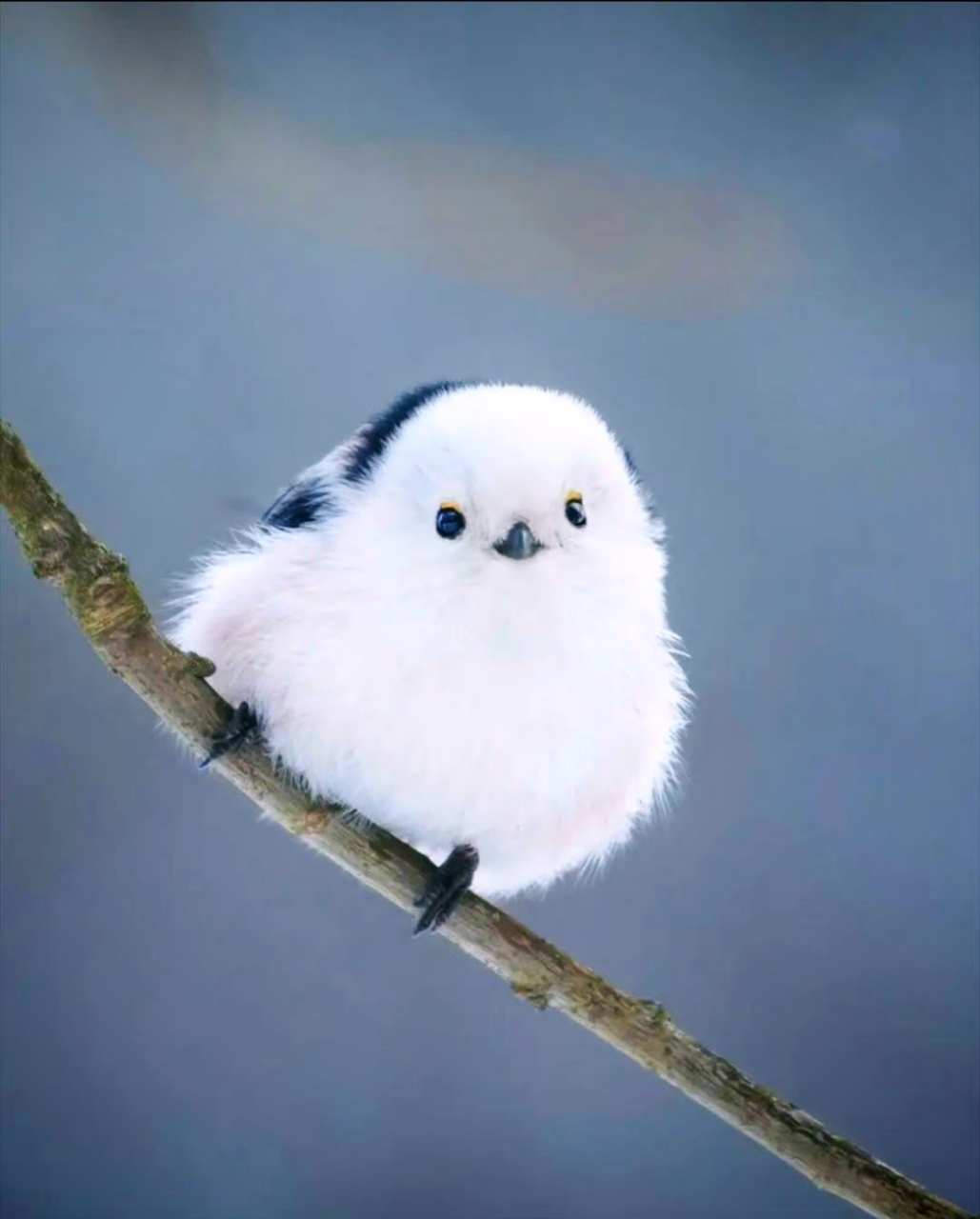 据说,这是最萌的小鸟! #萌宠# #搞笑# #可爱# #鸟# #生活