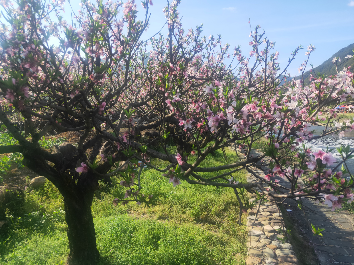 福安穆云乡虎头村桃花盛开