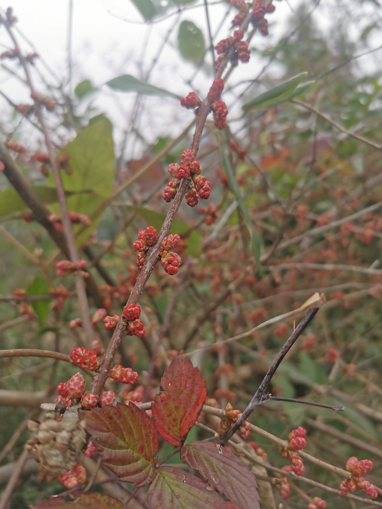 又见马桑树