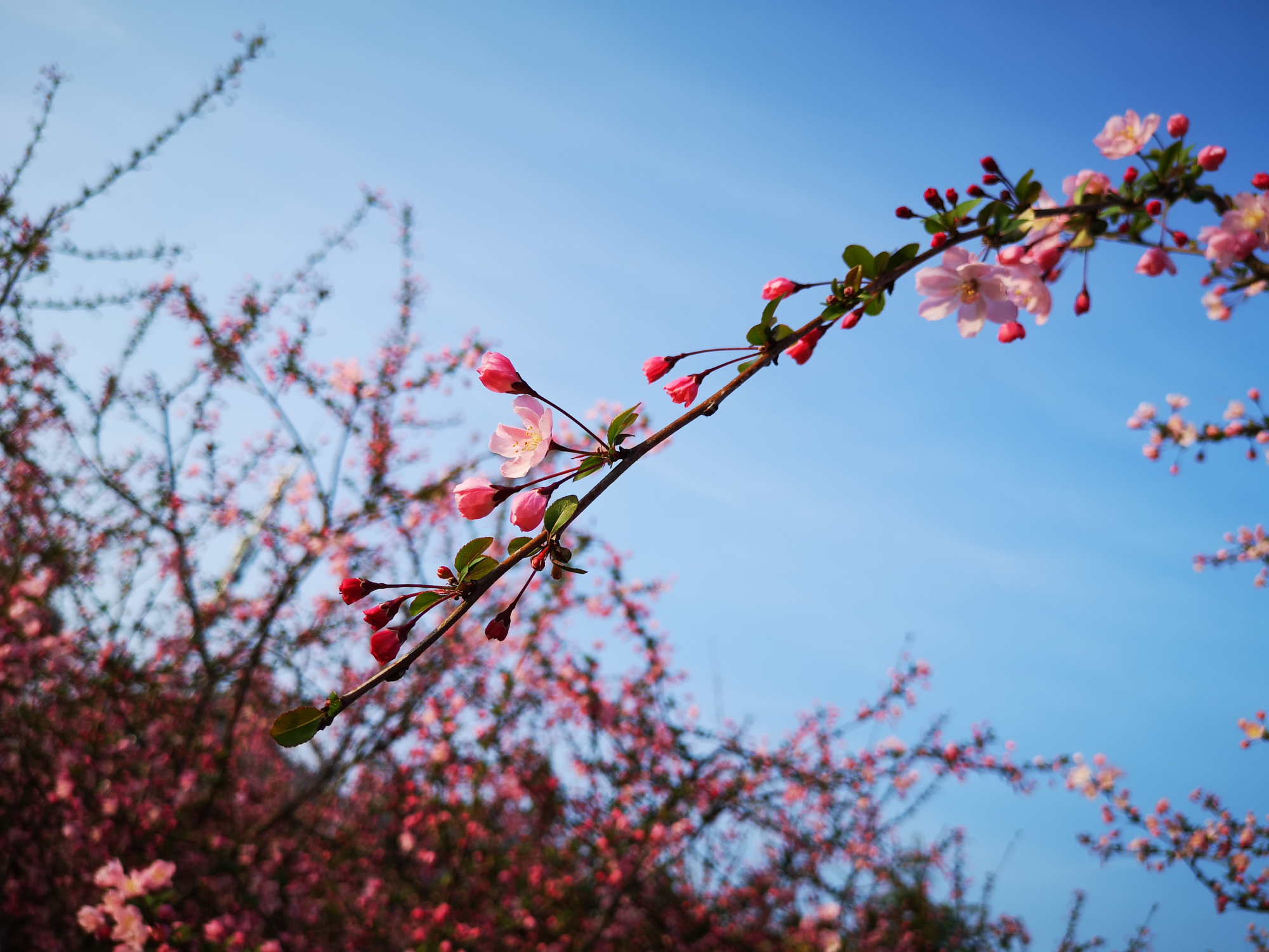 绚烂的海棠花海