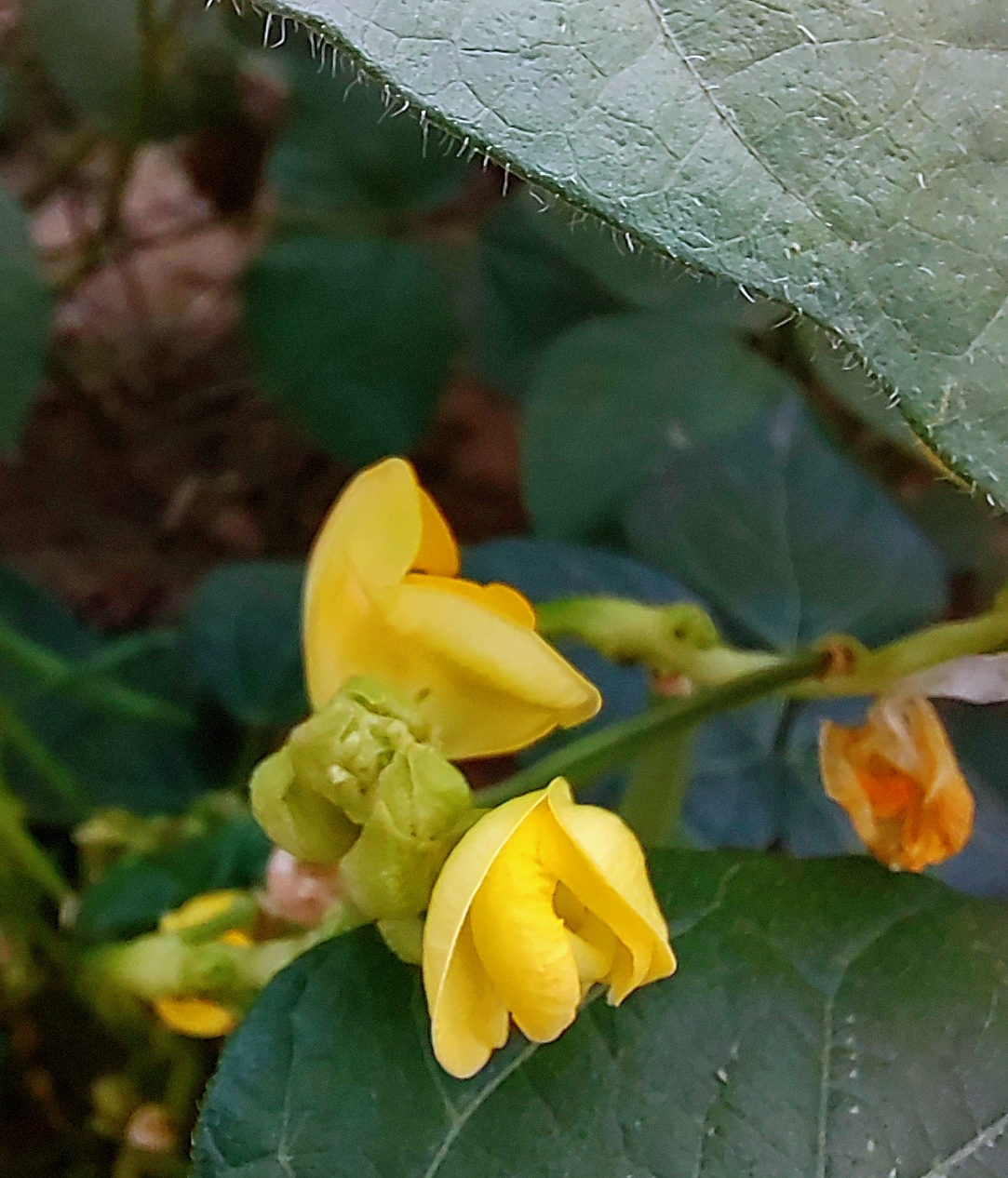 绿豆开花结果图图片