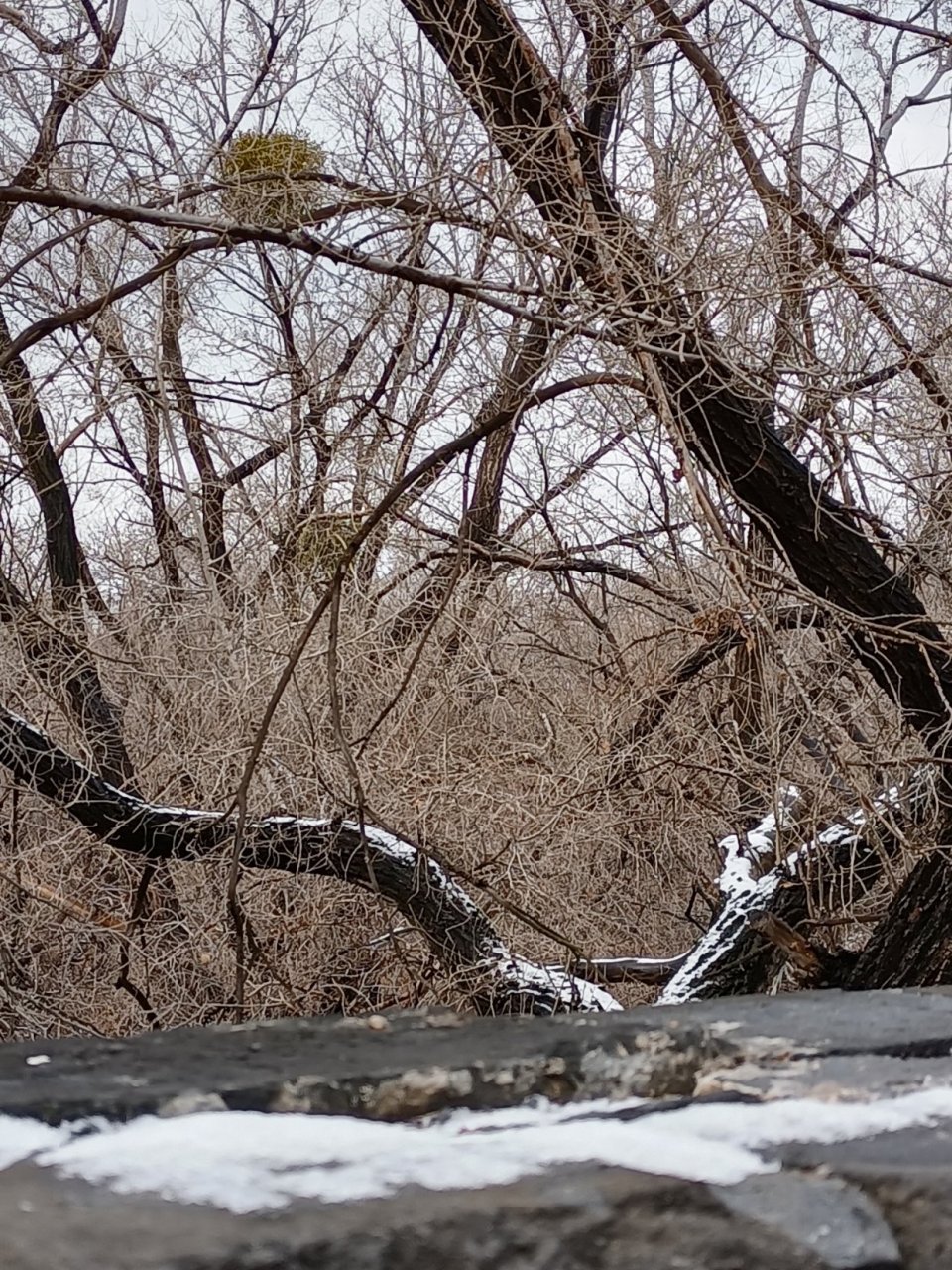 古陵松涛披雪,金瓦玉衣,宏伟娇艳 沈阳昭陵#春日美好碎片