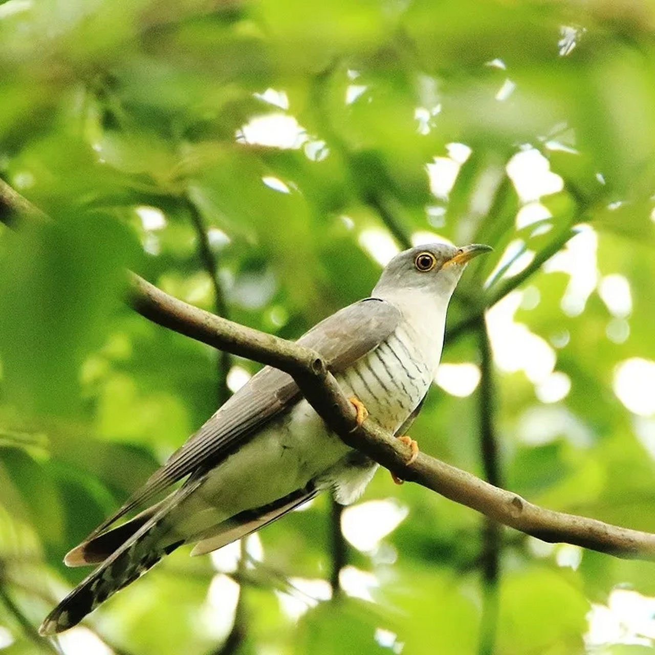 在潮汕,姑嫂鸟(杜鹃鸟)竟有着一个家喻户晓的凄美的传奇故事, 我们一