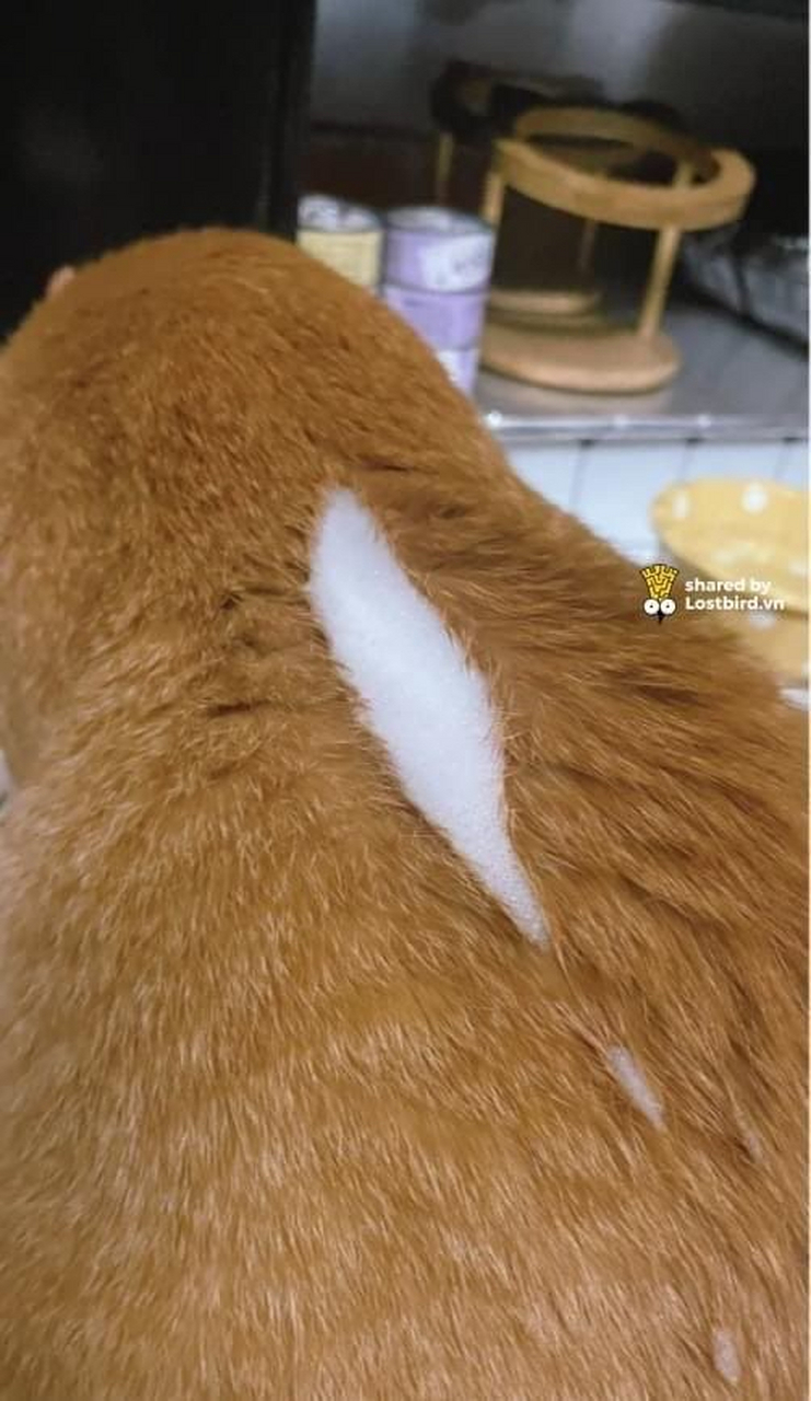 猫咪这是怎么了?开线了吗?